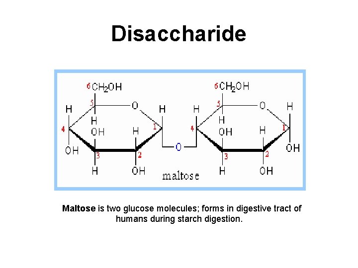 Disaccharide Maltose is two glucose molecules; forms in digestive tract of humans during starch