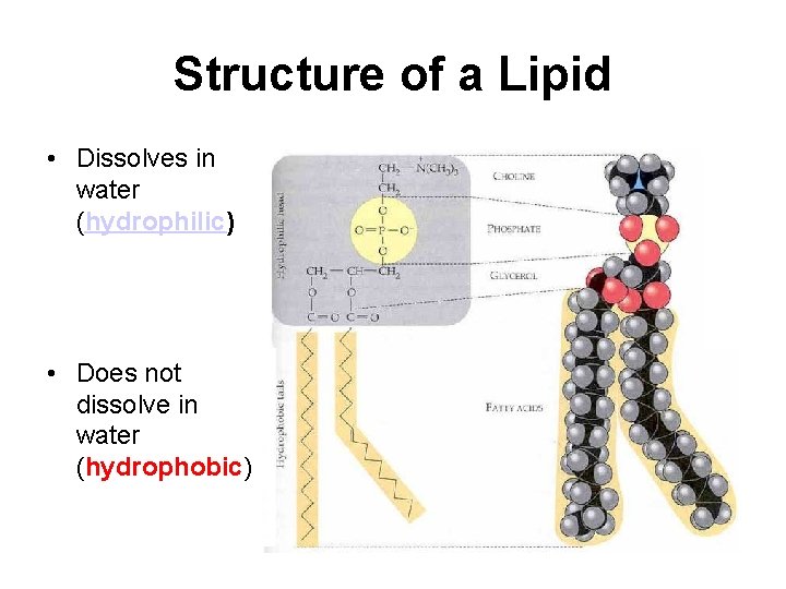 Structure of a Lipid • Dissolves in water (hydrophilic) • Does not dissolve in