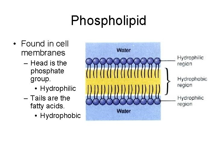 Phospholipid • Found in cell membranes – Head is the phosphate group. • Hydrophilic