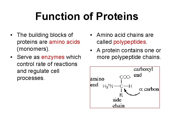 Function of Proteins • The building blocks of proteins are amino acids (monomers). •