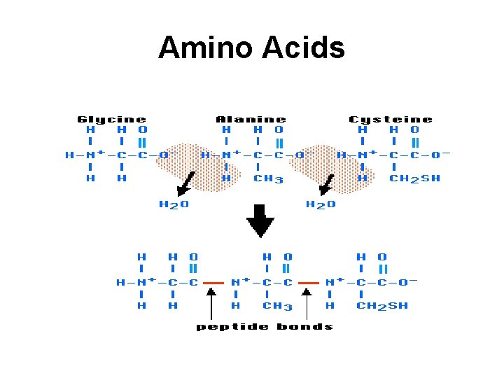 Amino Acids 