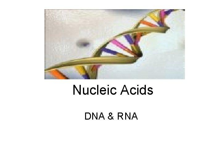 Nucleic Acids DNA & RNA 