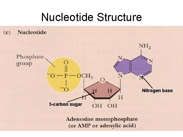 Nucleotide Structure Nitrogen base 5 -carbon sugar 