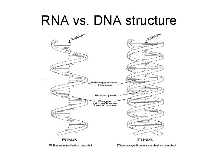 RNA vs. DNA structure 
