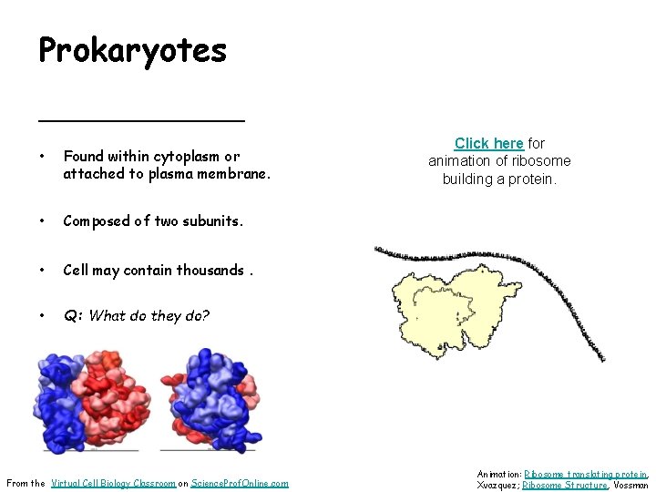 Prokaryotes __________ • Found within cytoplasm or attached to plasma membrane. • Composed of