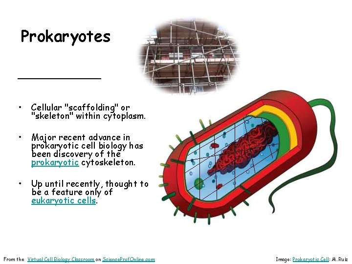 Prokaryotes ________ • Cellular "scaffolding" or "skeleton" within cytoplasm. • Major recent advance in