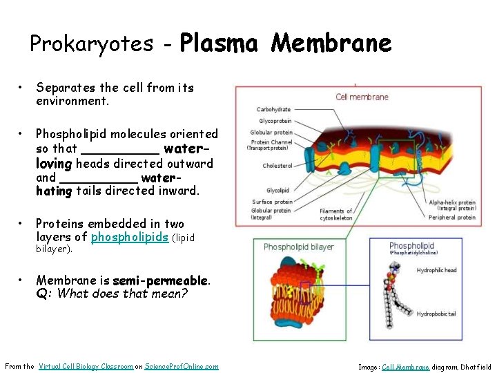 Prokaryotes - Plasma Membrane • Separates the cell from its environment. • Phospholipid molecules