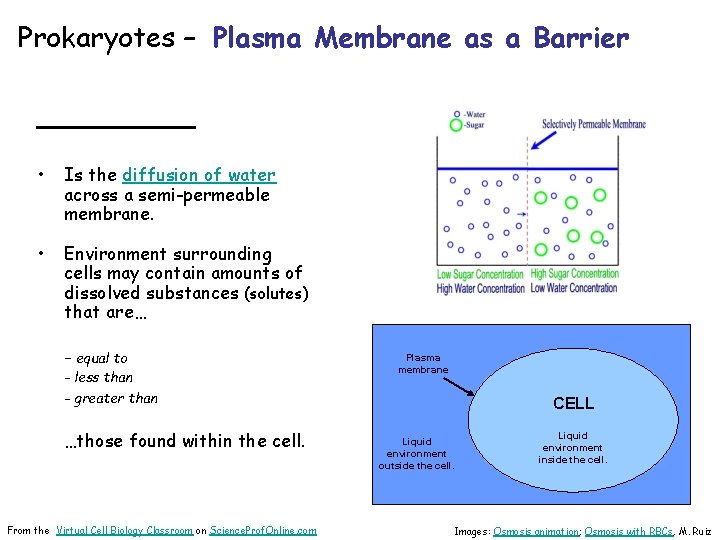 Prokaryotes – Plasma Membrane as a Barrier _____ • Is the diffusion of water