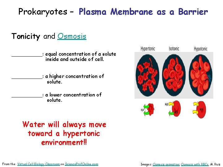 Prokaryotes – Plasma Membrane as a Barrier Tonicity and Osmosis _____: equal concentration of