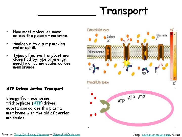 _____ Transport • How most molecules move across the plasma membrane. • Analogous to