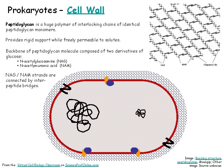 Prokaryotes – Cell Wall Peptidoglycan is a huge polymer of interlocking chains of identical
