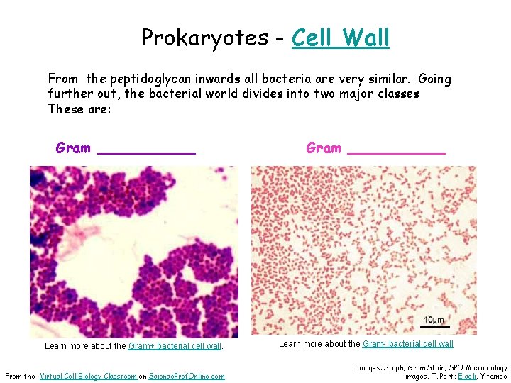 Prokaryotes - Cell Wall From the peptidoglycan inwards all bacteria are very similar. Going