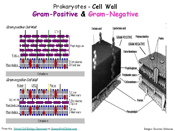 Prokaryotes - Cell Wall Gram-Positive & Gram-Negative From the Virtual Cell Biology Classroom on