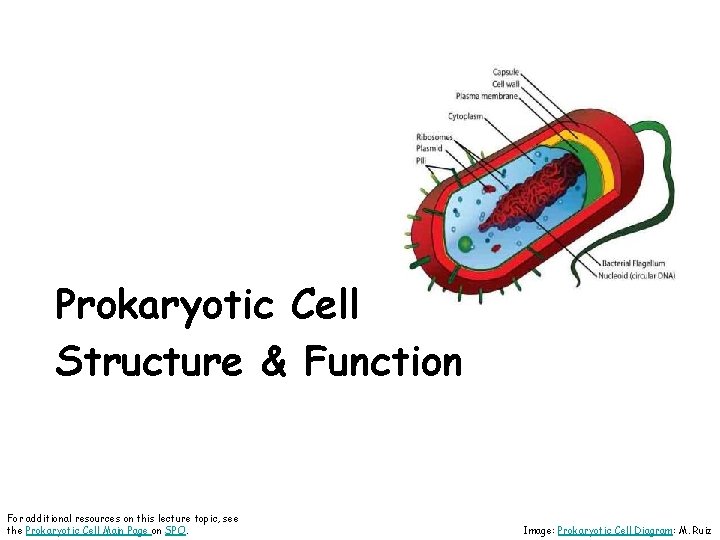 Prokaryotic Cell Structure & Function For additional resources on this lecture topic, see the