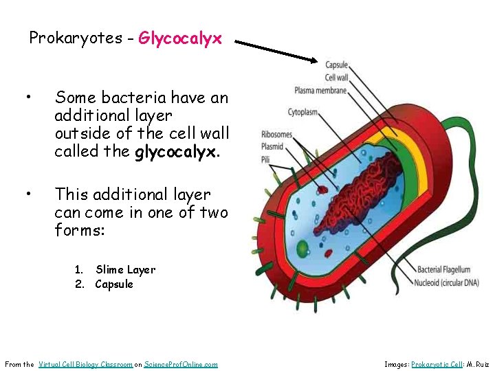 Prokaryotes - Glycocalyx • Some bacteria have an additional layer outside of the cell