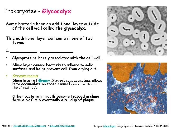 Prokaryotes - Glycocalyx Some bacteria have an additional layer outside of the cell wall