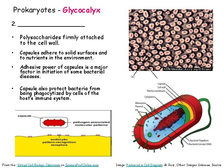 Prokaryotes - Glycocalyx 2. __________ • Polysaccharides firmly attached to the cell wall. •
