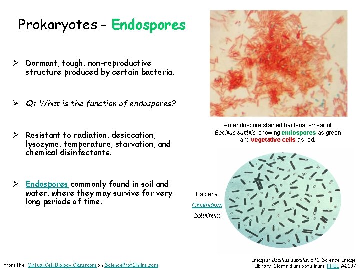 Prokaryotes - Endospores Ø Dormant, tough, non-reproductive structure produced by certain bacteria. Ø Q: