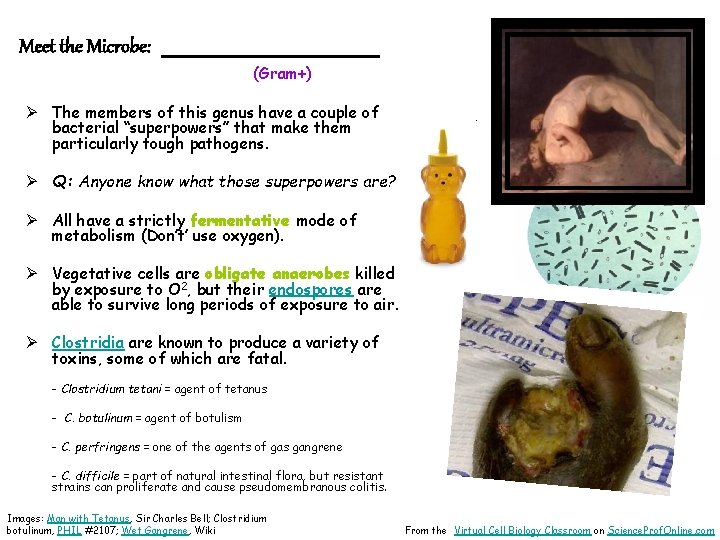 Meet the Microbe: _______ (Gram+) Ø The members of this genus have a couple