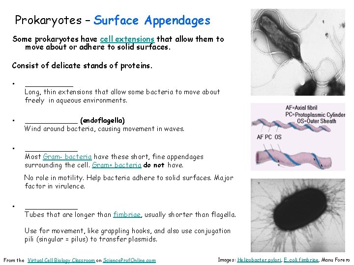 Prokaryotes – Surface Appendages Some prokaryotes have cell extensions that allow them to move