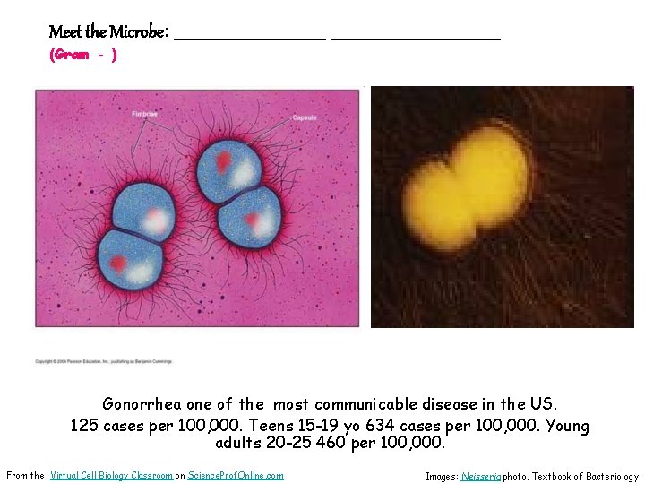 Meet the Microbe: ___________________ (Gram - ) Gonorrhea one of the most communicable disease