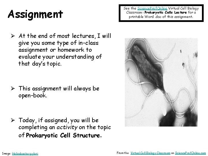 Assignment See the Science. Prof. Online Virtual Cell Biology Classroom: Prokaryotic Cells Lecture for