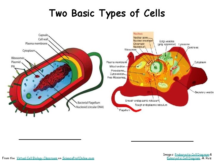 Two Basic Types of Cells ___________ From the Virtual Cell Biology Classroom on Science.