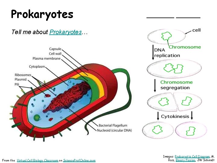 Prokaryotes _______ Tell me about Prokaryotes… From the Virtual Cell Biology Classroom on Science.