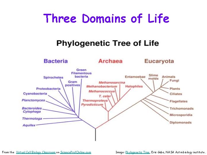 Three Domains of Life From the Virtual Cell Biology Classroom on Science. Prof. Online.