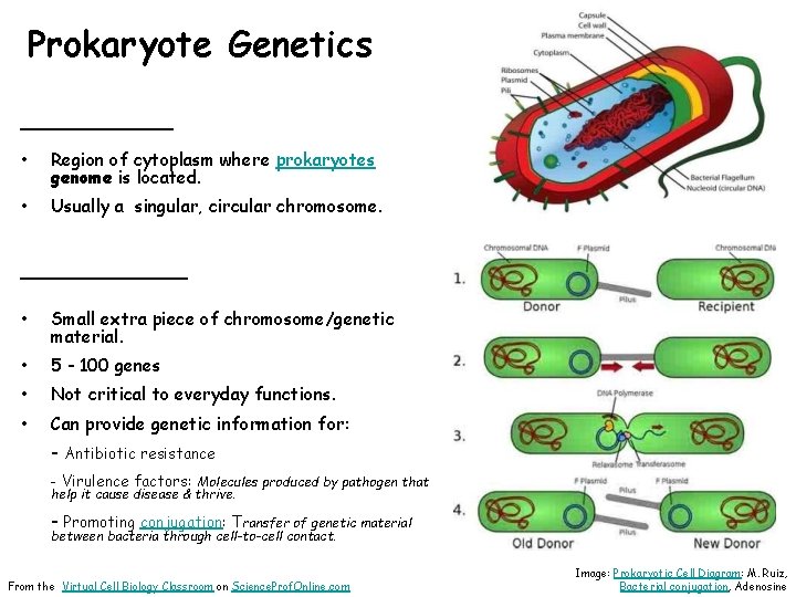 Prokaryote Genetics ______ • Region of cytoplasm where prokaryotes genome is located. • Usually