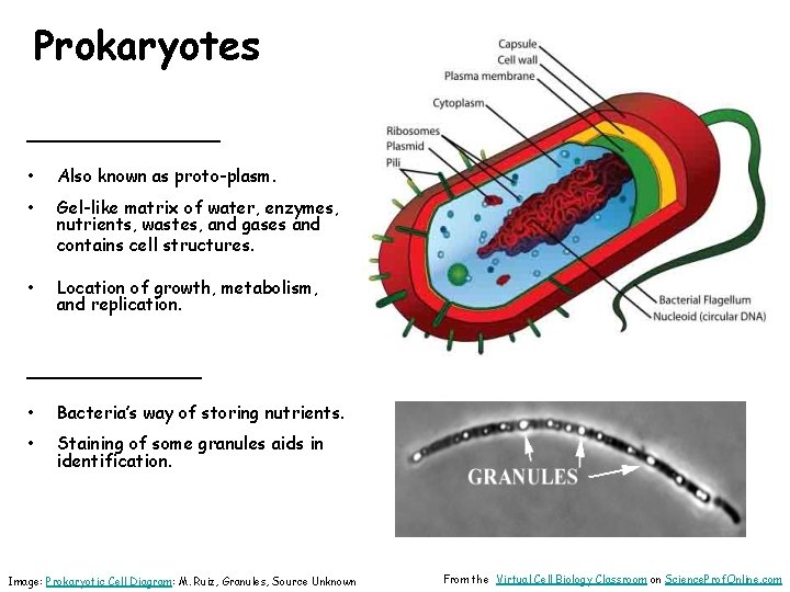 Prokaryotes _______ • Also known as proto-plasm. • Gel-like matrix of water, enzymes, nutrients,