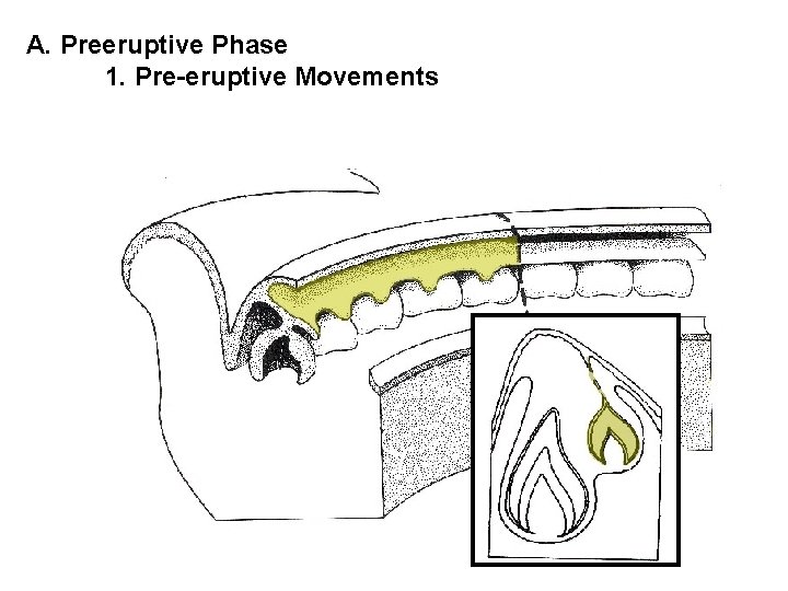 A. Preeruptive Phase 1. Pre-eruptive Movements 