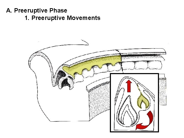 A. Preeruptive Phase 1. Preeruptive Movements 