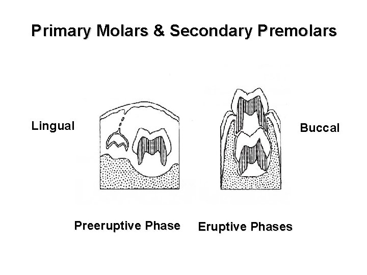Primary Molars & Secondary Premolars Lingual Preeruptive Phase Buccal Eruptive Phases 