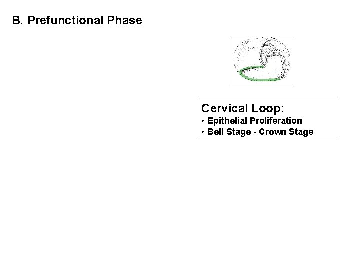 B. Prefunctional Phase Cervical Loop: • Epithelial Proliferation • Bell Stage - Crown Stage