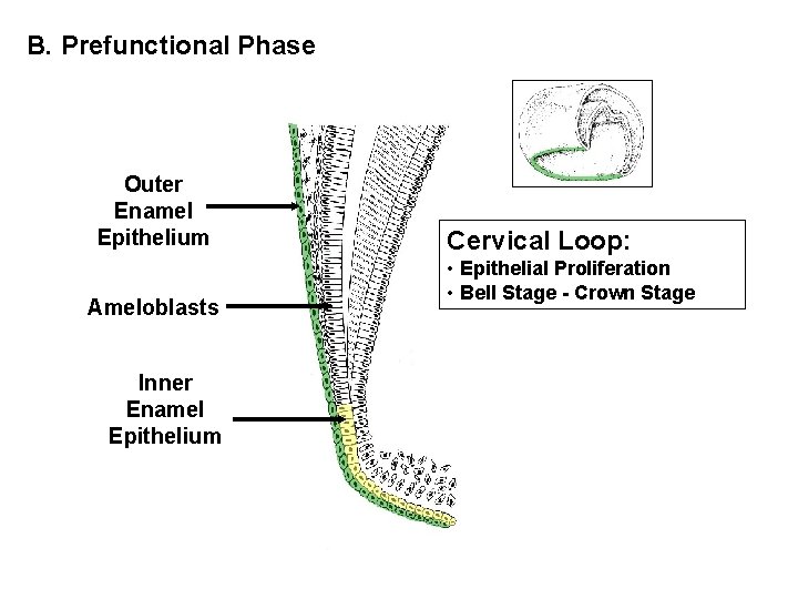 B. Prefunctional Phase Outer Enamel Epithelium Ameloblasts Inner Enamel Epithelium Cervical Loop: • Epithelial