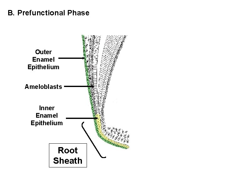 B. Prefunctional Phase Outer Enamel Epithelium Ameloblasts Inner Enamel Epithelium Root Sheath 
