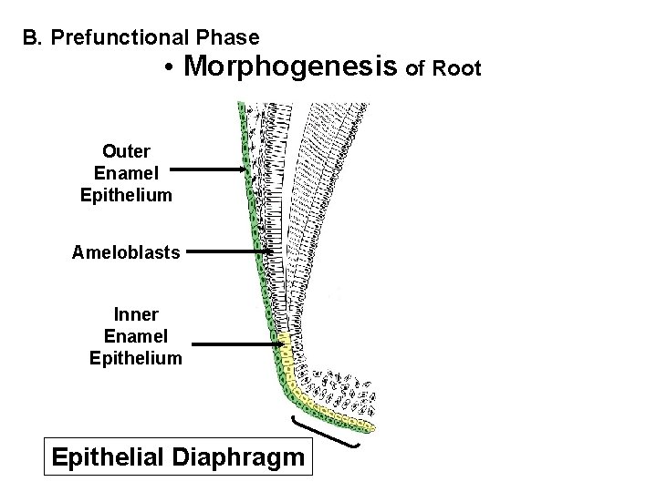 B. Prefunctional Phase • Morphogenesis of Root Outer Enamel Epithelium Ameloblasts Inner Enamel Epithelium