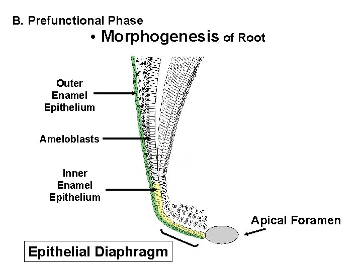 B. Prefunctional Phase • Morphogenesis of Root Outer Enamel Epithelium Ameloblasts Inner Enamel Epithelium