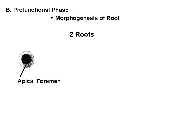 B. Prefunctional Phase • Morphogenesis of Root 2 Roots Apical Foramen 