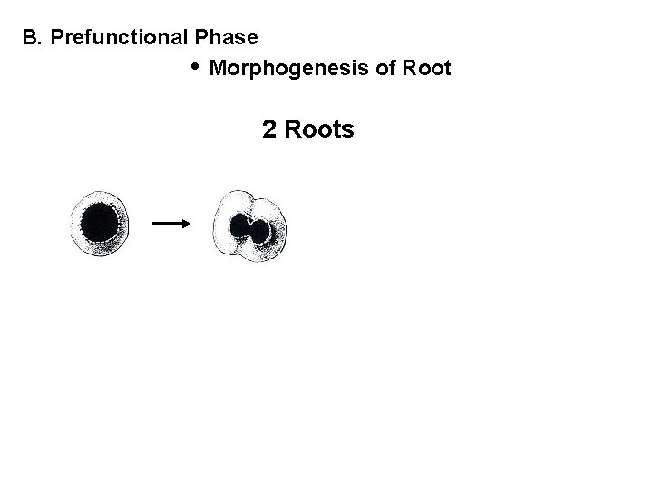 B. Prefunctional Phase • Morphogenesis of Root 2 Roots 