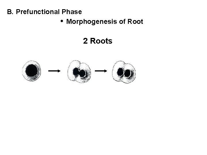 B. Prefunctional Phase • Morphogenesis of Root 2 Roots 