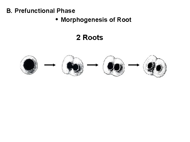 B. Prefunctional Phase • Morphogenesis of Root 2 Roots 