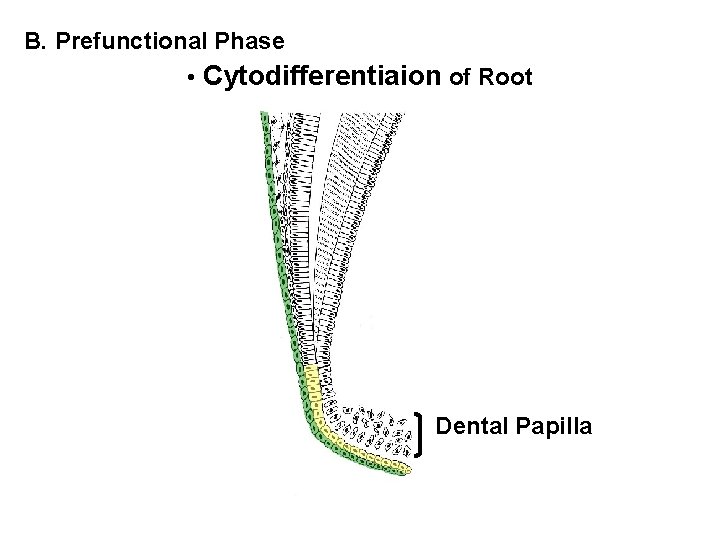 B. Prefunctional Phase • Cytodifferentiaion of Root Dental Papilla 