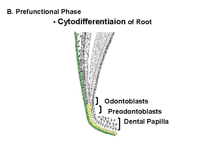 B. Prefunctional Phase • Cytodifferentiaion of Root Odontoblasts Preodontoblasts Dental Papilla 