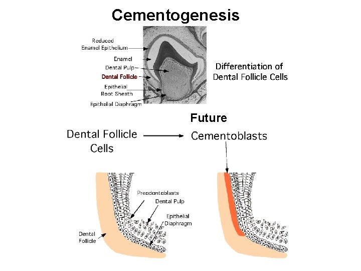 Cementogenesis Future 