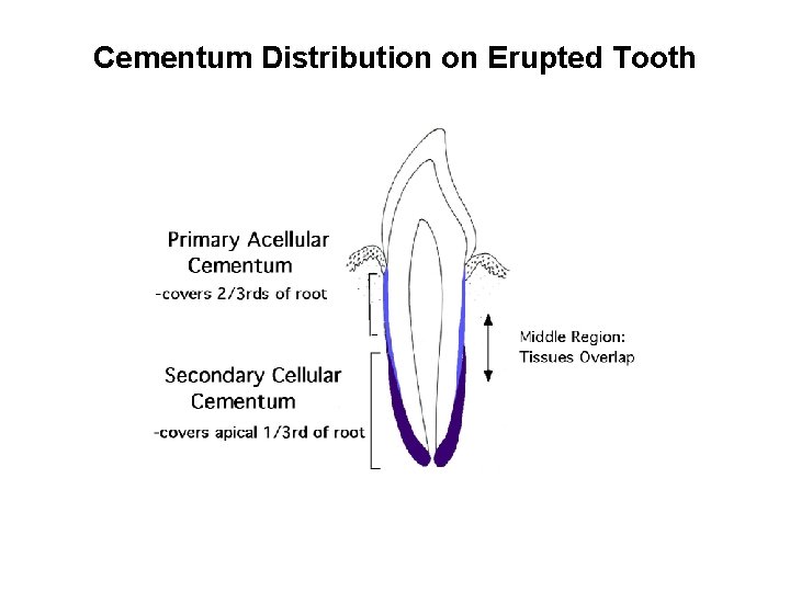Cementum Distribution on Erupted Tooth 
