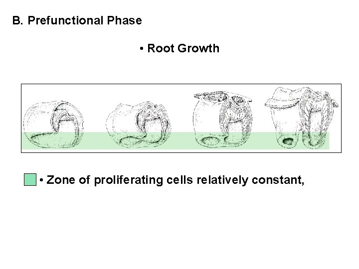 B. Prefunctional Phase • Root Growth • Zone of proliferating cells relatively constant, 