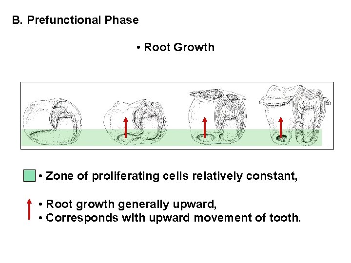 B. Prefunctional Phase • Root Growth • Zone of proliferating cells relatively constant, •
