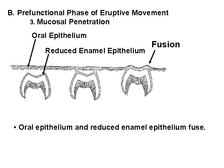 B. Prefunctional Phase of Eruptive Movement 3. Mucosal Penetration Oral Epithelium Reduced Enamel Epithelium